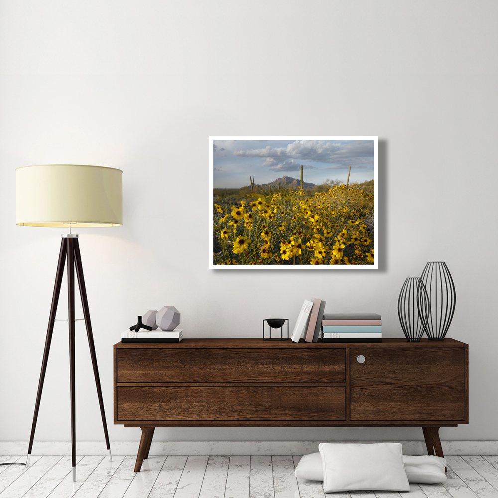 Saguaro cacti and Brittlebush at Picacho Peak State Park, Arizona-Paper Art-42&quotx32"