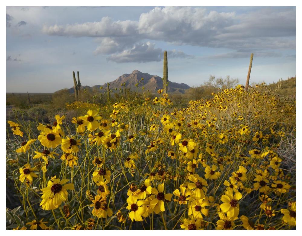 Saguaro cacti and Brittlebush at Picacho Peak State Park, Arizona-Paper Art-50"x38"