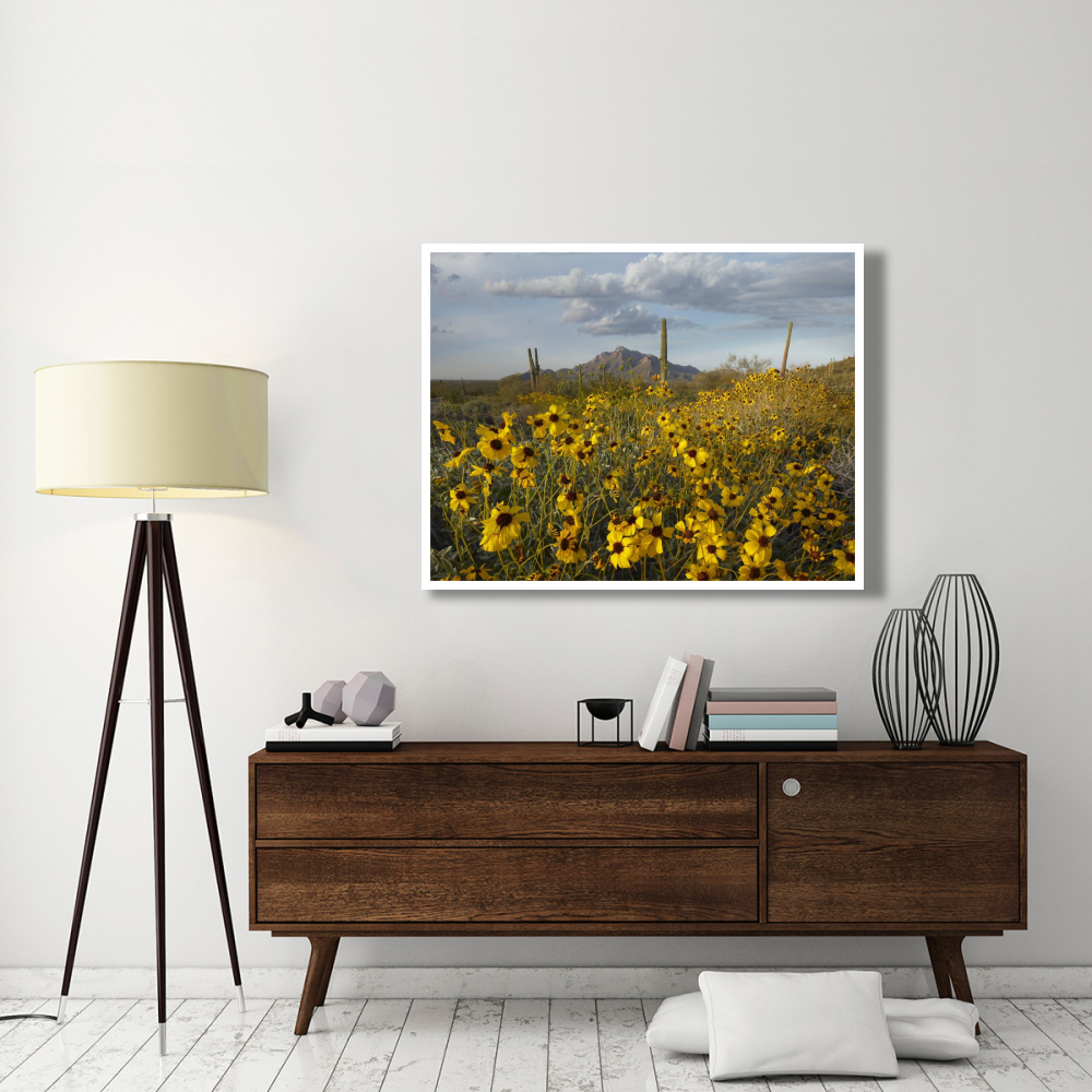 Saguaro cacti and Brittlebush at Picacho Peak State Park, Arizona-Paper Art-50&quotx38"