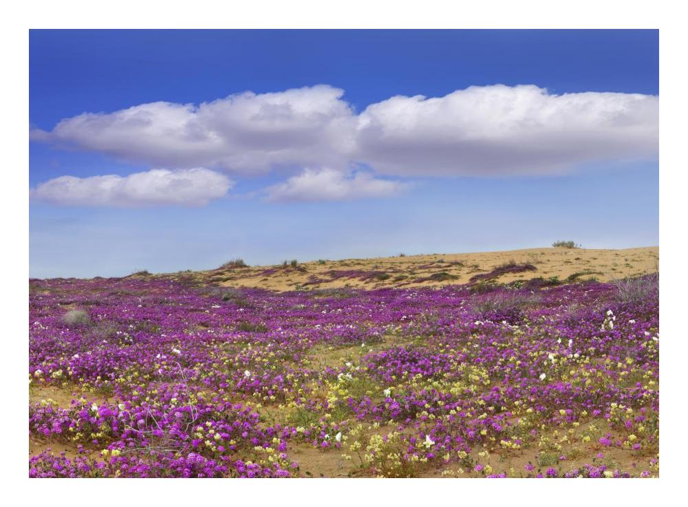 Sand Verbena carpeting the ground, Imperial Sand Dunes, California-Paper Art-24"x17.62"