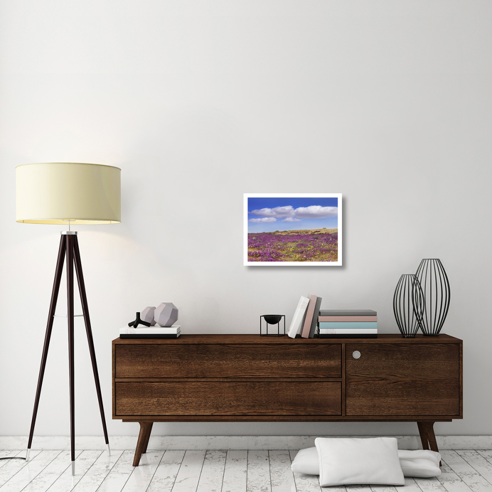 Sand Verbena carpeting the ground, Imperial Sand Dunes, California-Paper Art-24&quotx17.62"