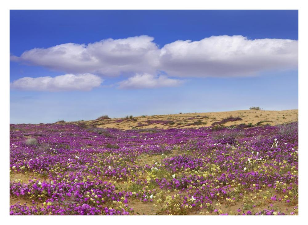 Sand Verbena carpeting the ground, Imperial Sand Dunes, California-Paper Art-32"x23.3"