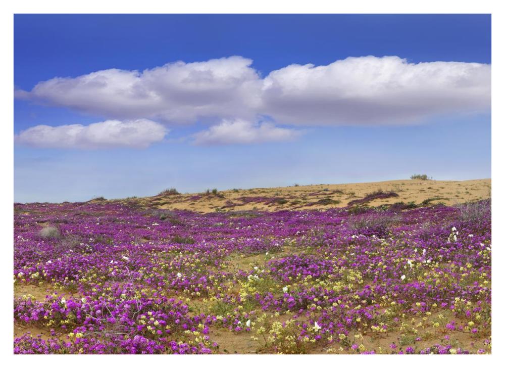 Sand Verbena carpeting the ground, Imperial Sand Dunes, California-Paper Art-38"x27.56"