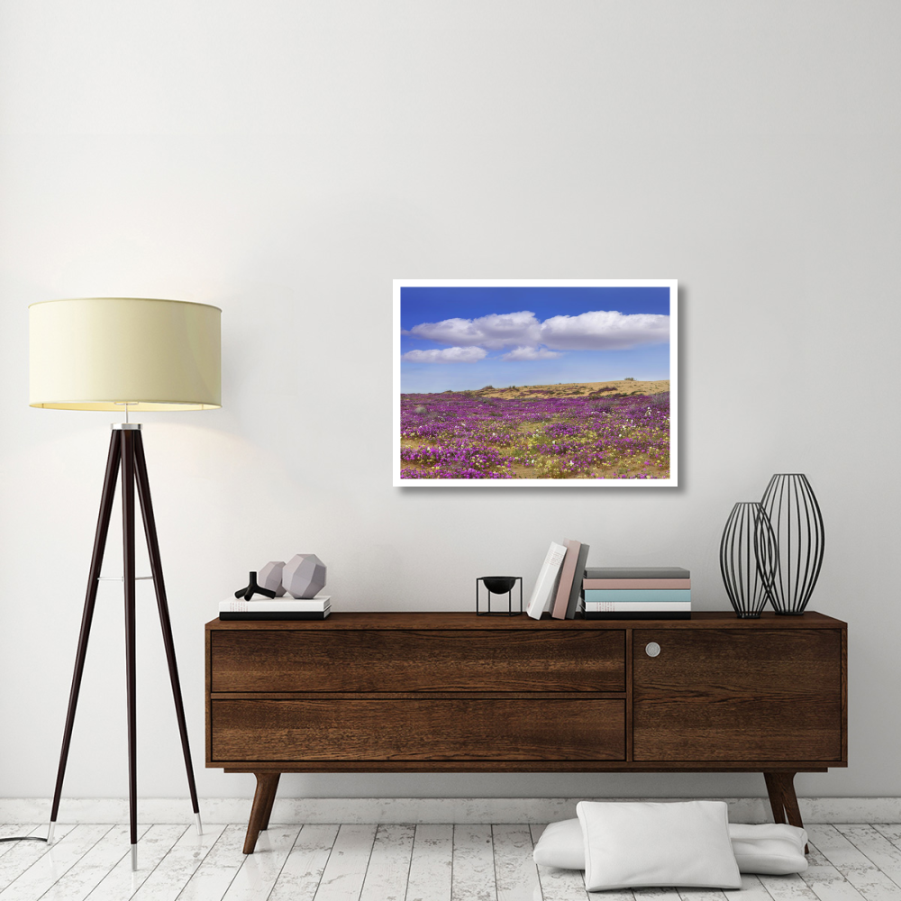Sand Verbena carpeting the ground, Imperial Sand Dunes, California-Paper Art-38&quotx27.56"