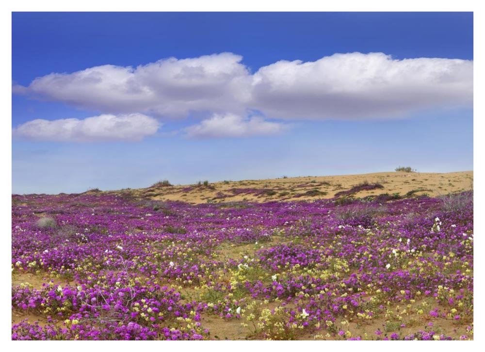 Sand Verbena carpeting the ground, Imperial Sand Dunes, California-Paper Art-42"x30.4"