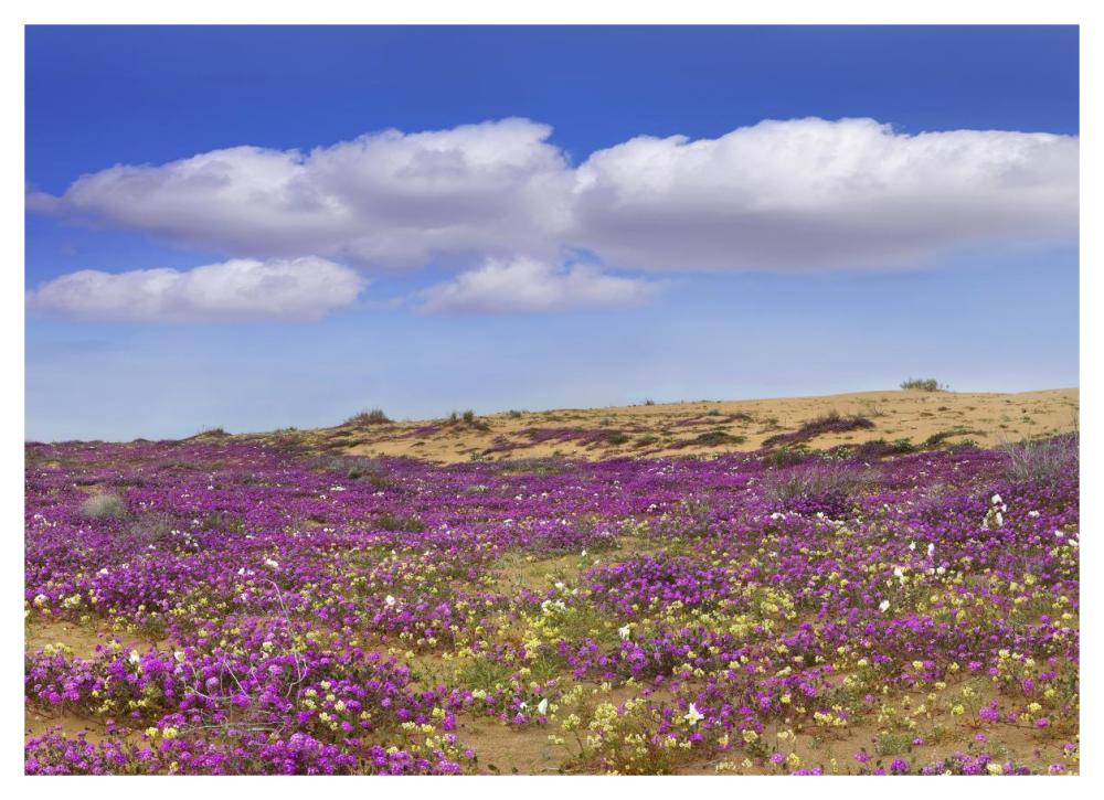 Sand Verbena carpeting the ground, Imperial Sand Dunes, California-Paper Art-46"x33.24"