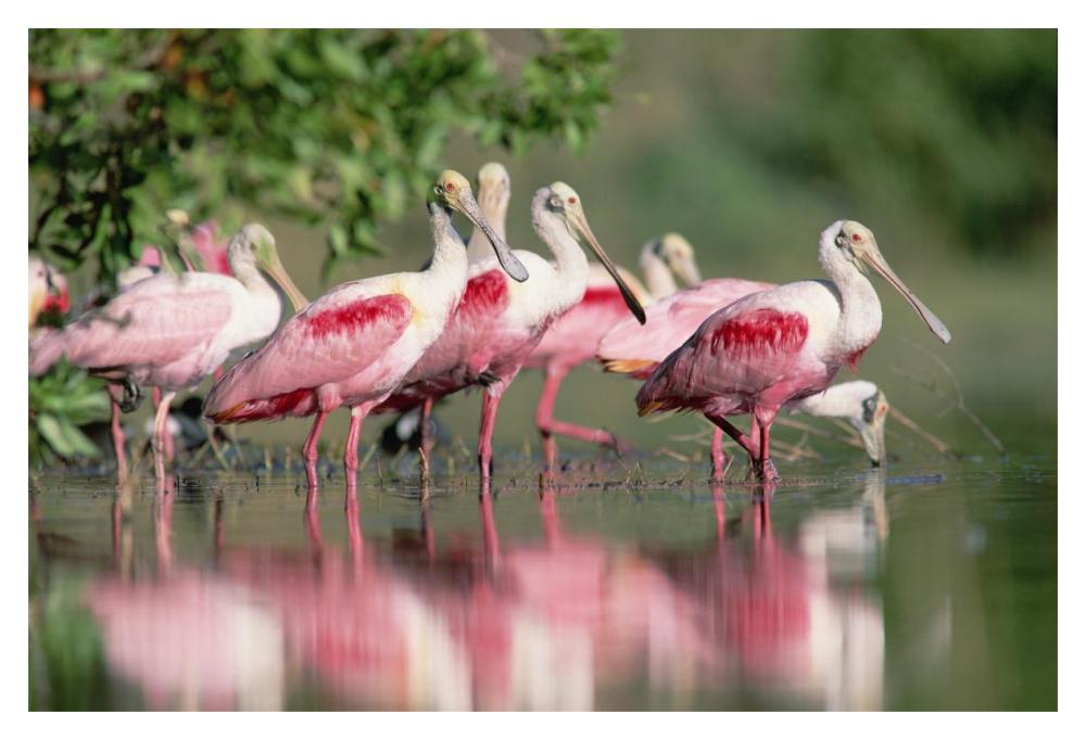 Roseate Spoonbill flock wading in pond, Texas coast near Galveston-Paper Art-20"x14"