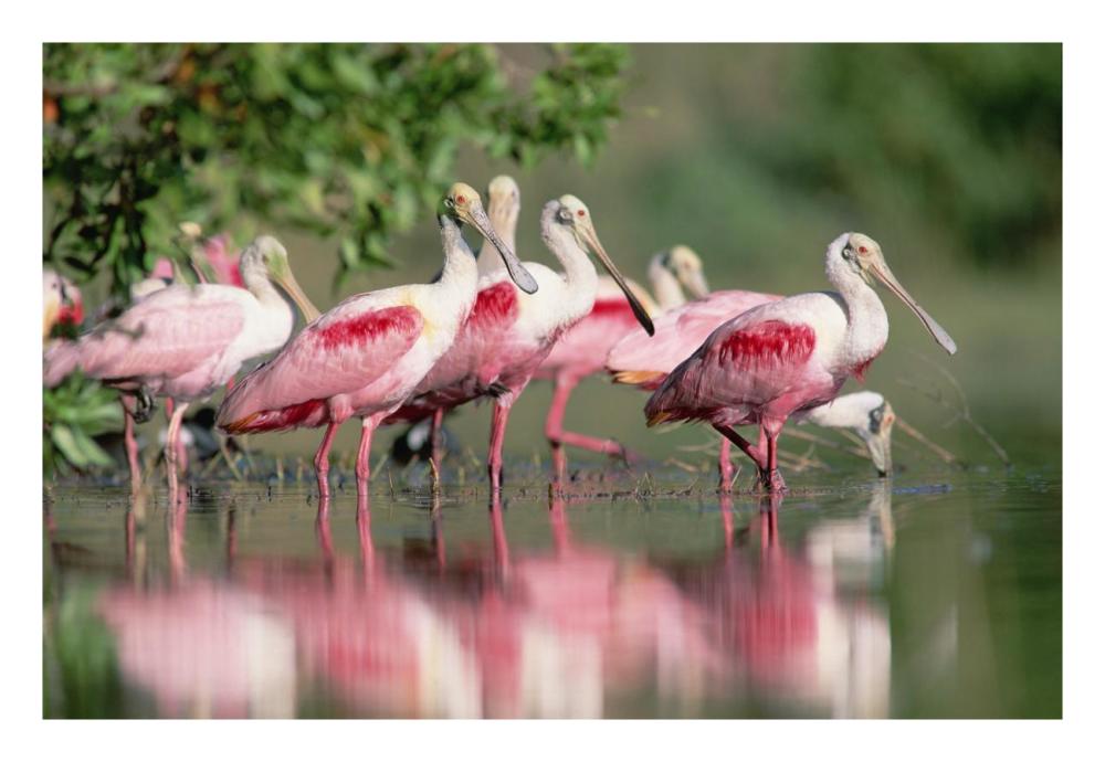 Roseate Spoonbill flock wading in pond, Texas coast near Galveston-Paper Art-26"x18"