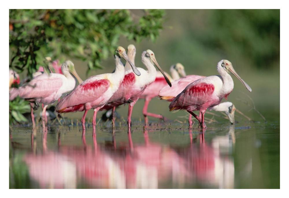 Roseate Spoonbill flock wading in pond, Texas coast near Galveston-Paper Art-32"x22"