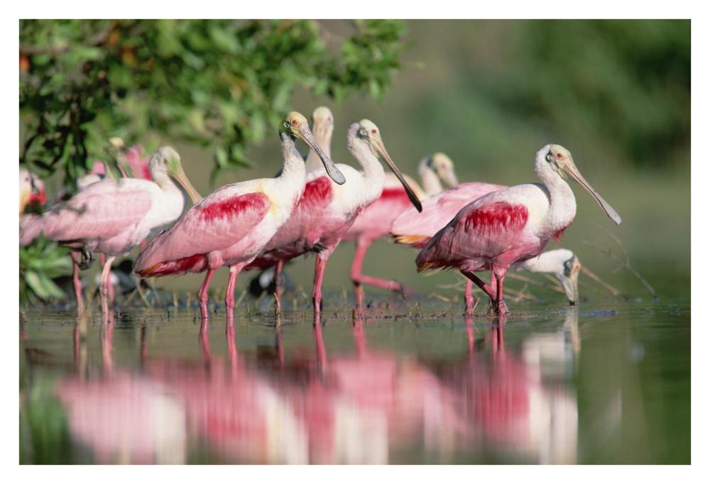 Roseate Spoonbill flock wading in pond, Texas coast near Galveston-Paper Art-38"x26"