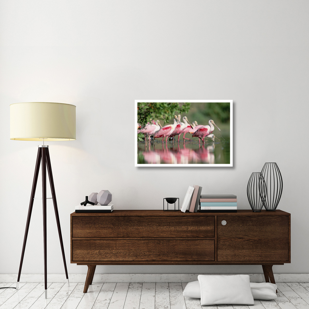 Roseate Spoonbill flock wading in pond, Texas coast near Galveston-Paper Art-38&quotx26"