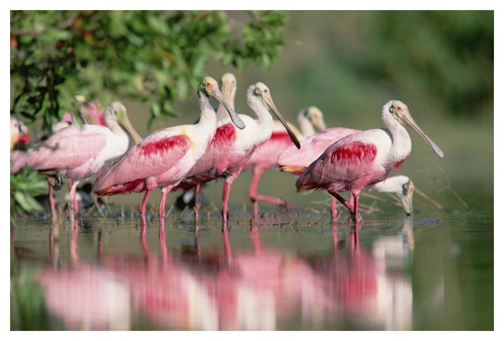 Roseate Spoonbill flock wading in pond, Texas coast near Galveston-Paper Art-50"x34"