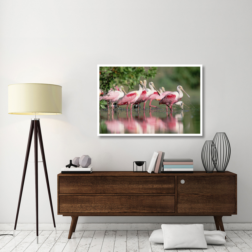 Roseate Spoonbill flock wading in pond, Texas coast near Galveston-Paper Art-50&quotx34"