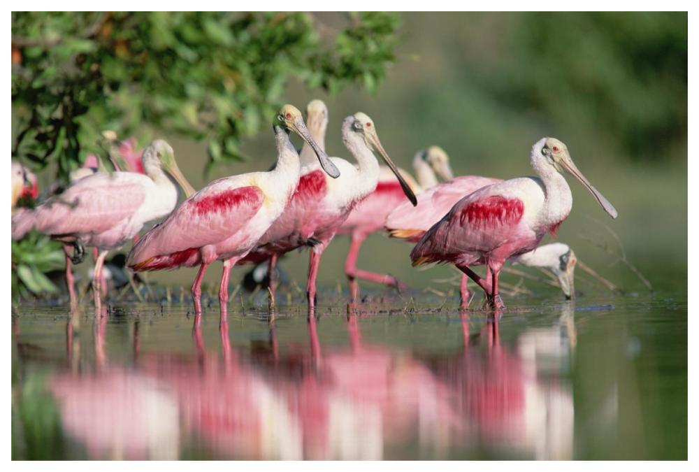Roseate Spoonbill flock wading in pond, Texas coast near Galveston-Paper Art-62"x42"