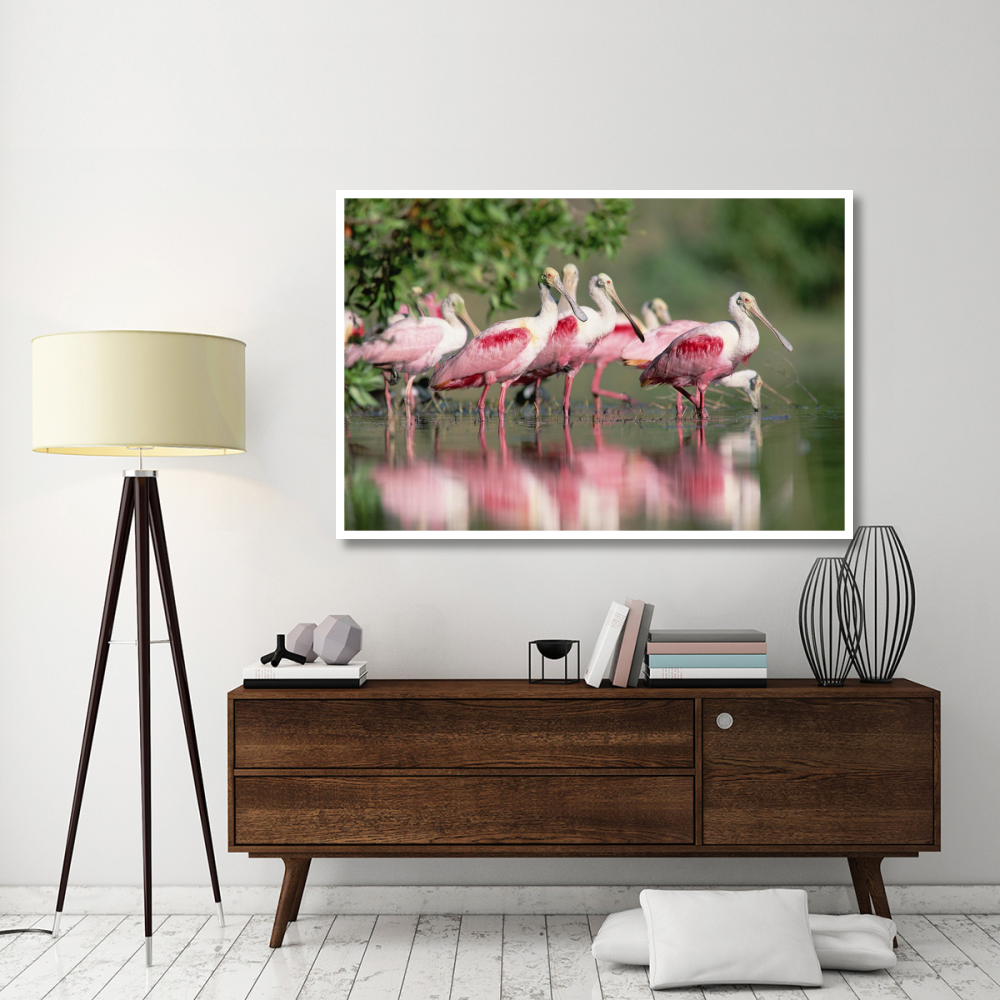 Roseate Spoonbill flock wading in pond, Texas coast near Galveston-Paper Art-62&quotx42"
