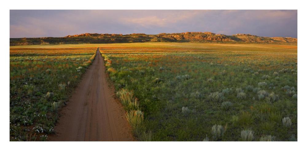 Dirt road and Globemallows Salt Valley, Arches National Park, Utah-Paper Art-32"x15.8"