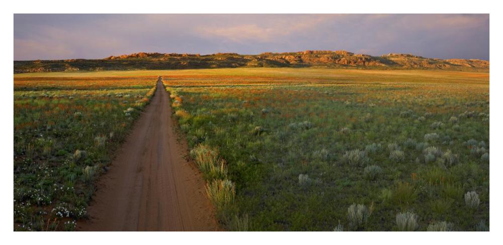 Dirt road and Globemallows Salt Valley, Arches National Park, Utah-Paper Art-38"x18.56"