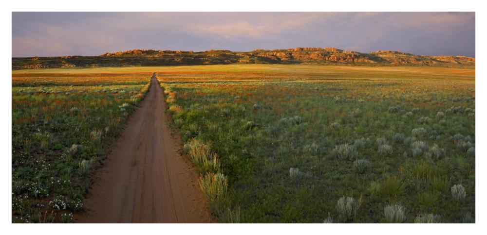 Dirt road and Globemallows Salt Valley, Arches National Park, Utah-Paper Art-42"x20.4"