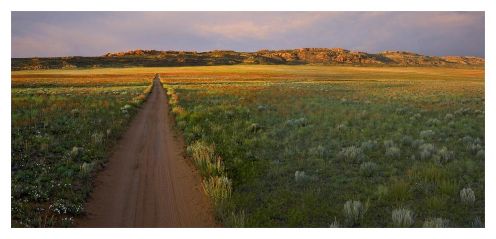 Dirt road and Globemallows Salt Valley, Arches National Park, Utah-Paper Art-46"x22.24"