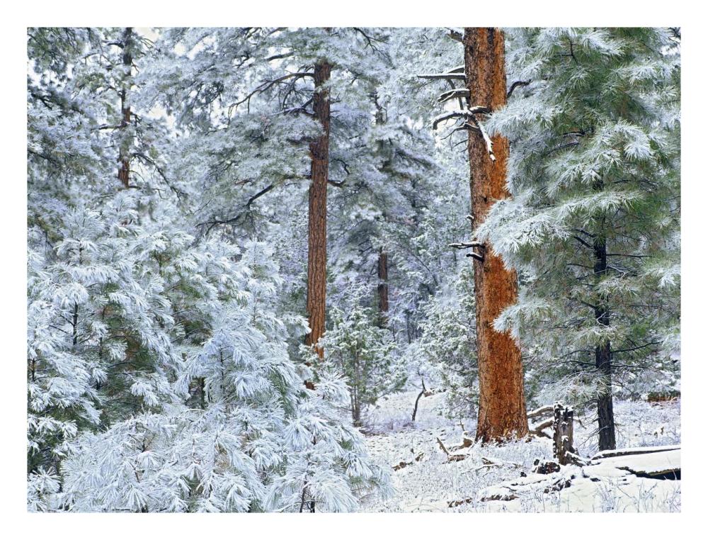Ponderosa Pine forest in snow, Grand Canyon National Park, Arizona-Paper Art-26"x20"
