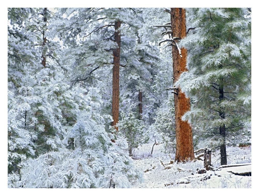 Ponderosa Pine forest in snow, Grand Canyon National Park, Arizona-Paper Art-34"x26"