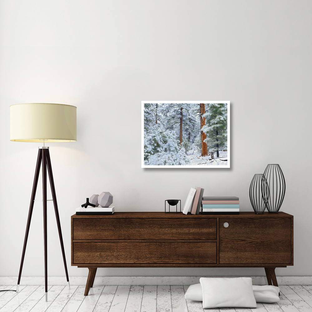 Ponderosa Pine forest in snow, Grand Canyon National Park, Arizona-Paper Art-34&quotx26"