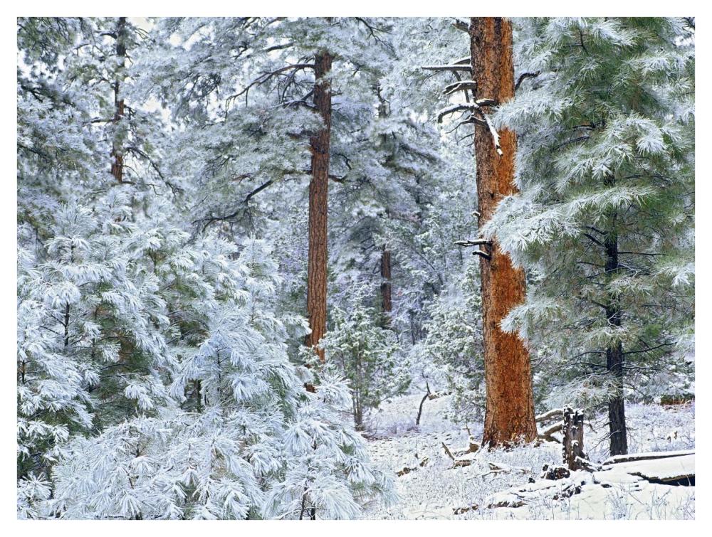 Ponderosa Pine forest in snow, Grand Canyon National Park, Arizona-Paper Art-42"x32"