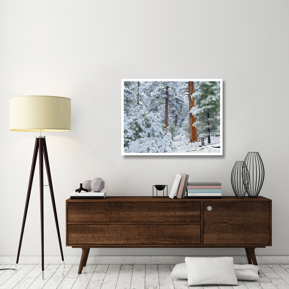Ponderosa Pine forest in snow, Grand Canyon National Park, Arizona-Paper Art-42&quotx32"
