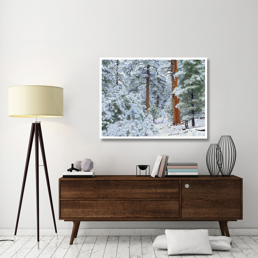 Ponderosa Pine forest in snow, Grand Canyon National Park, Arizona-Paper Art-50&quotx38"