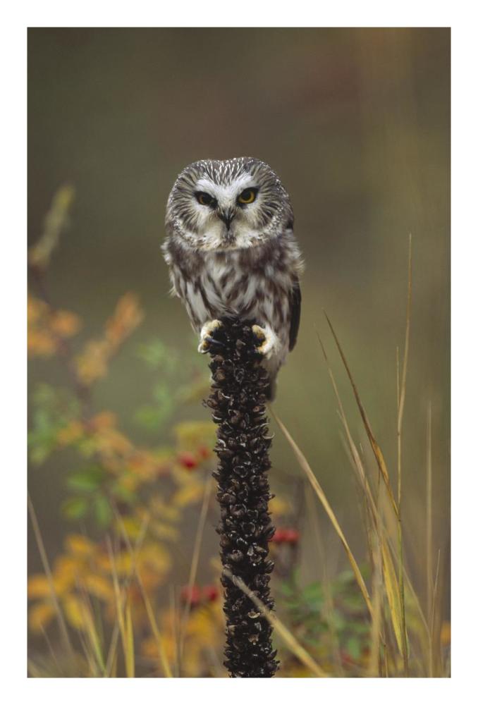 Northern Saw-whet Owl perching on a post, British Columbia, Canada-Paper Art-18"x26"