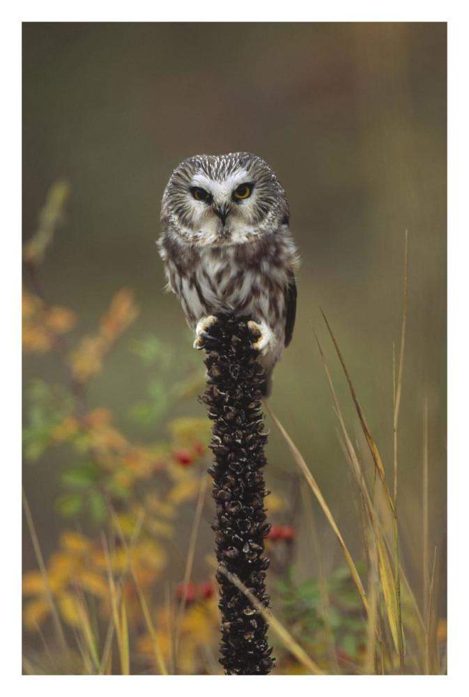 Northern Saw-whet Owl perching on a post, British Columbia, Canada-Paper Art-22"x32"