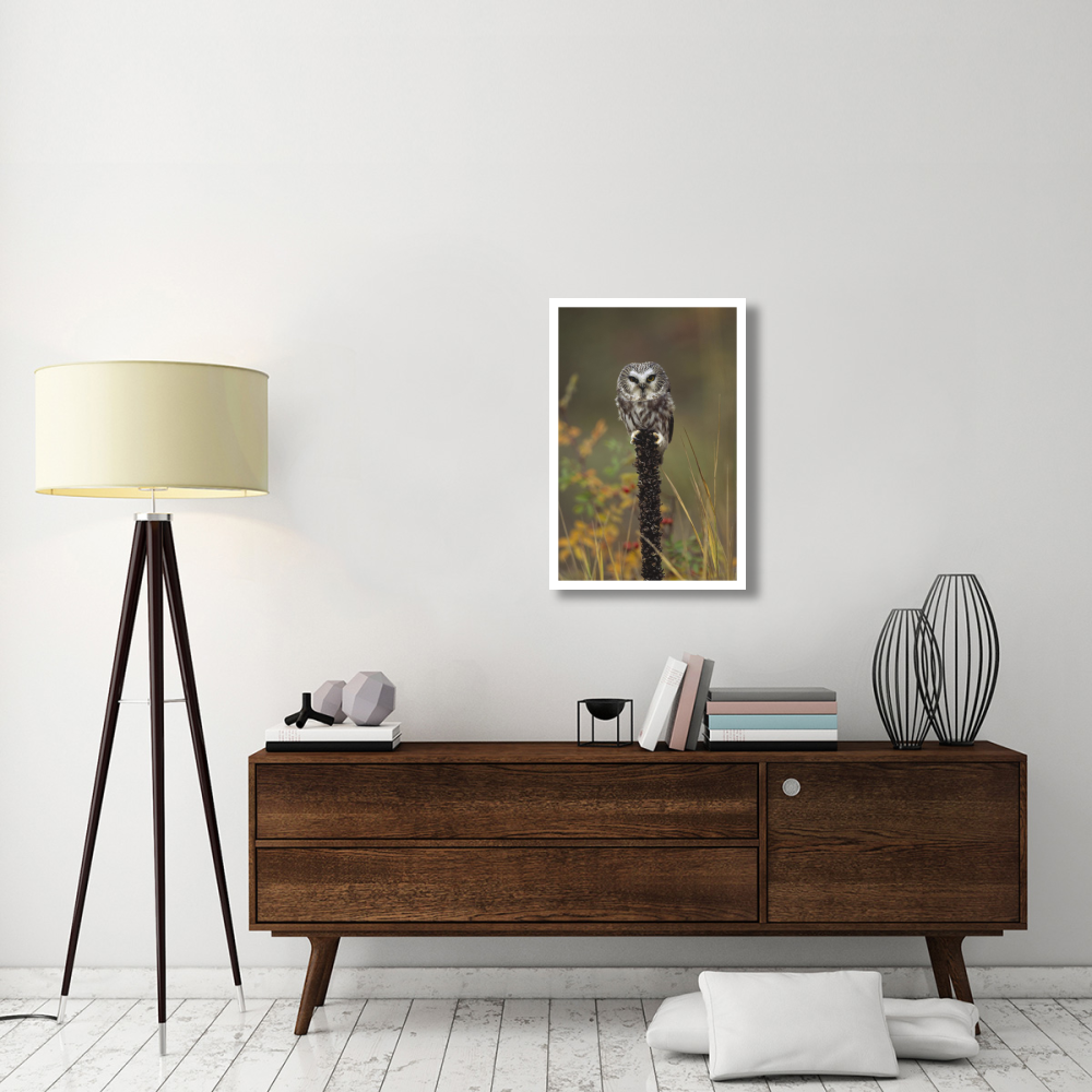 Northern Saw-whet Owl perching on a post, British Columbia, Canada-Paper Art-22&quotx32"