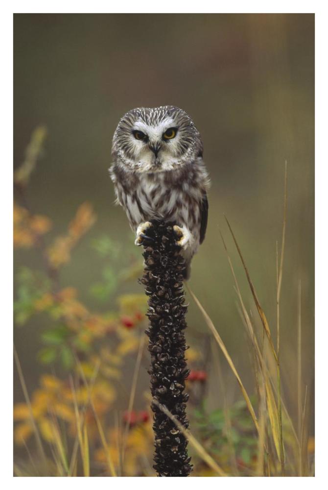 Northern Saw-whet Owl perching on a post, British Columbia, Canada-Paper Art-26"x38"