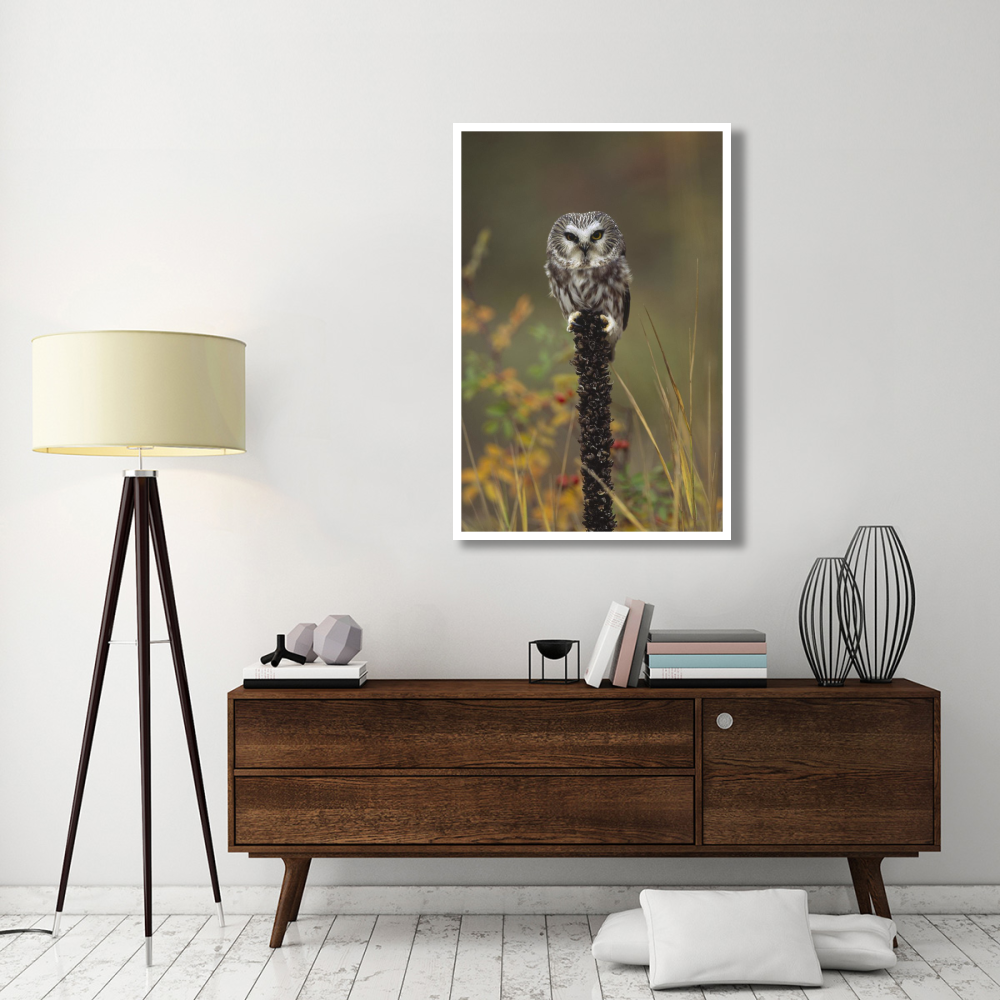 Northern Saw-whet Owl perching on a post, British Columbia, Canada-Paper Art-34&quotx50"