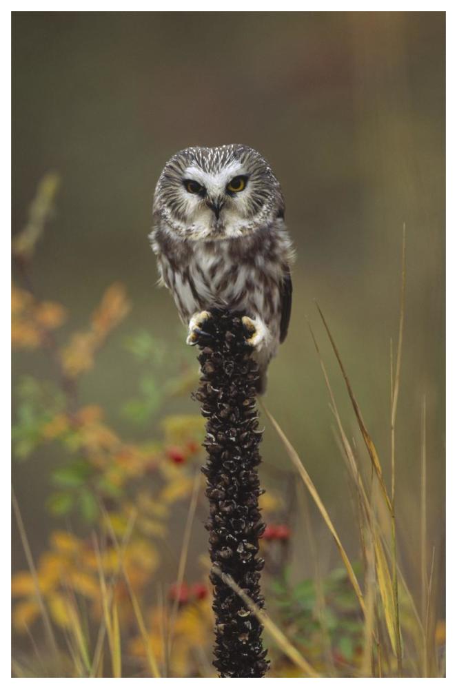 Northern Saw-whet Owl perching on a post, British Columbia, Canada-Paper Art-42"x62"