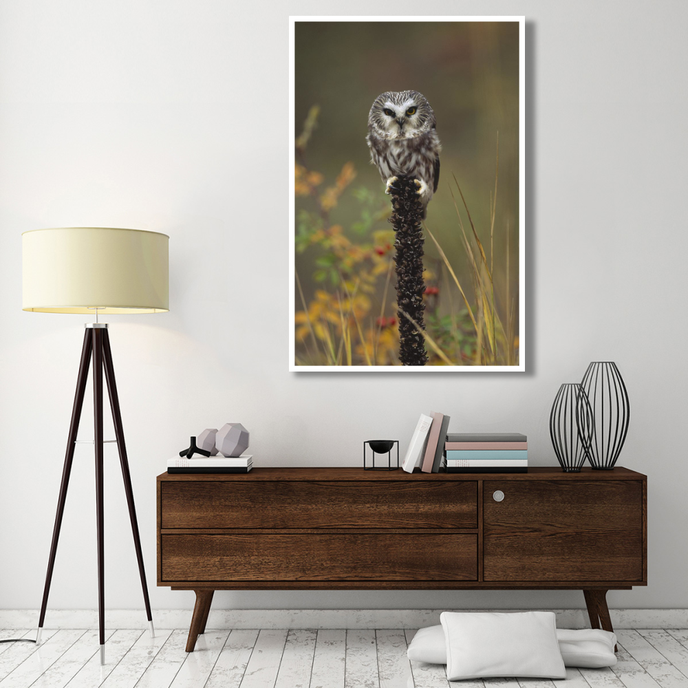 Northern Saw-whet Owl perching on a post, British Columbia, Canada-Paper Art-42&quotx62"