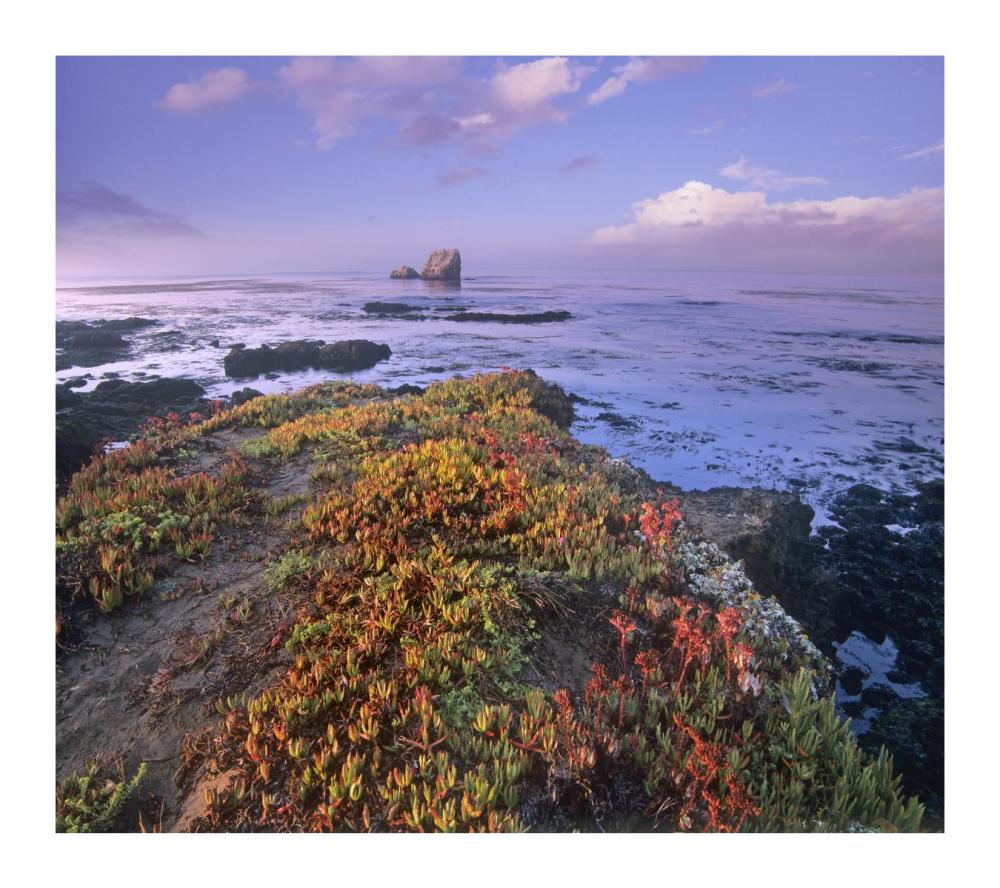 Iceplant covering coastal rocks, Point Piedras Blancas, California-Paper Art-18"x16.08"