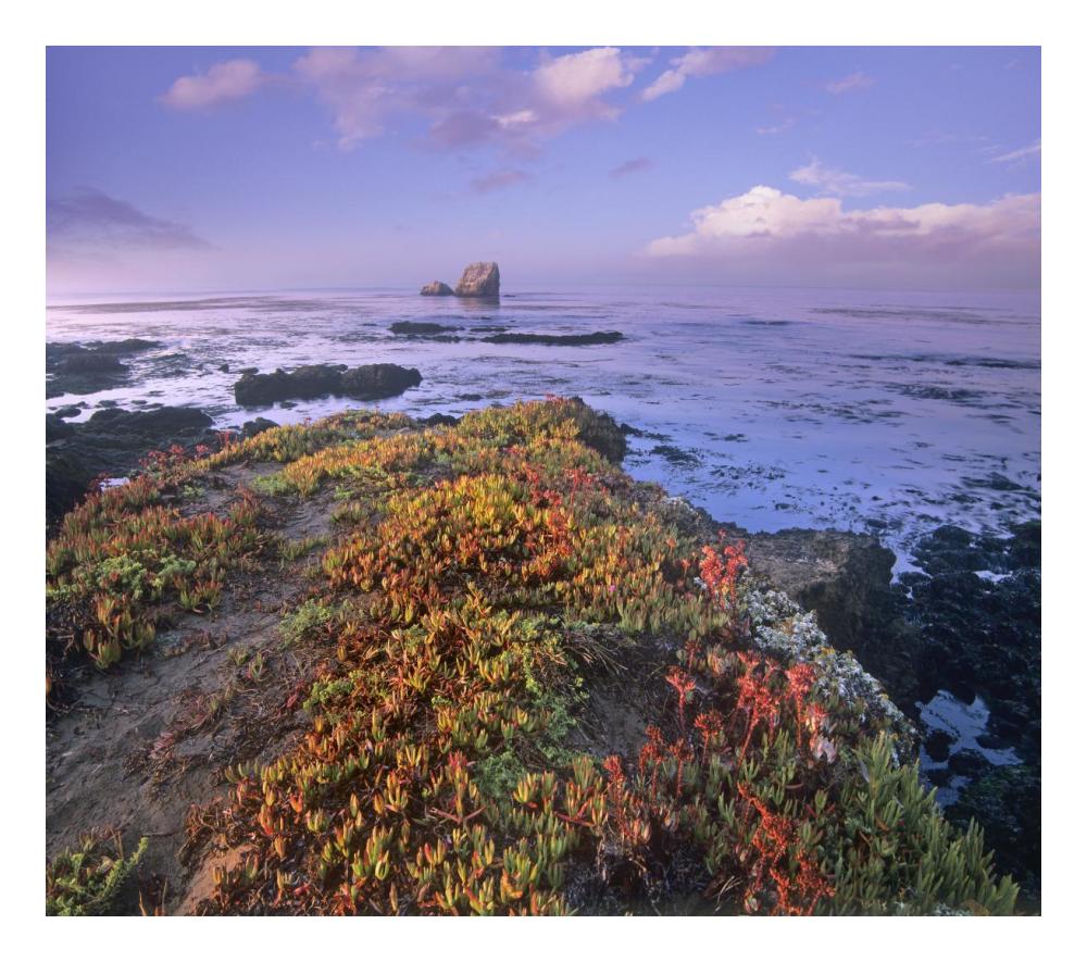 Iceplant covering coastal rocks, Point Piedras Blancas, California-Paper Art-24"x21.36"