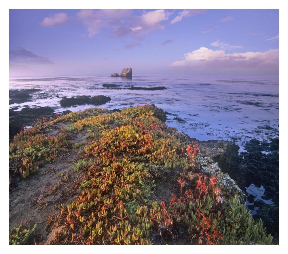 Iceplant covering coastal rocks, Point Piedras Blancas, California-Paper Art-32"x28.4"