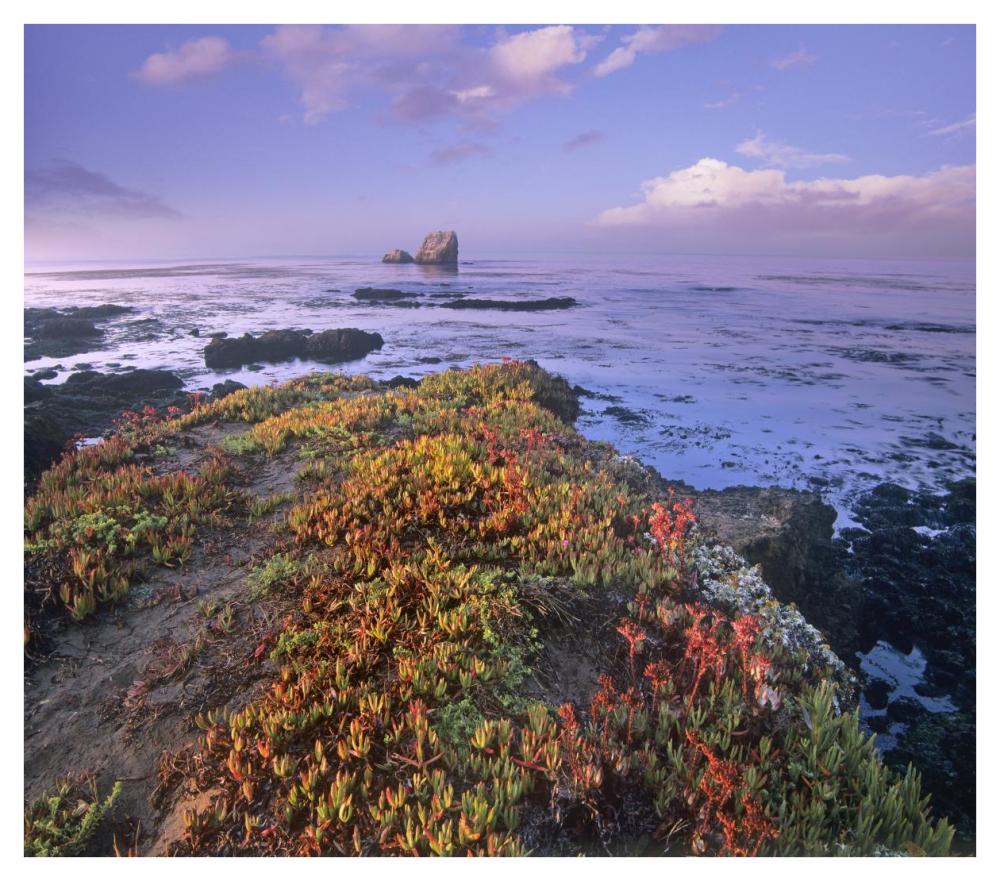 Iceplant covering coastal rocks, Point Piedras Blancas, California-Paper Art-42"x37.2"