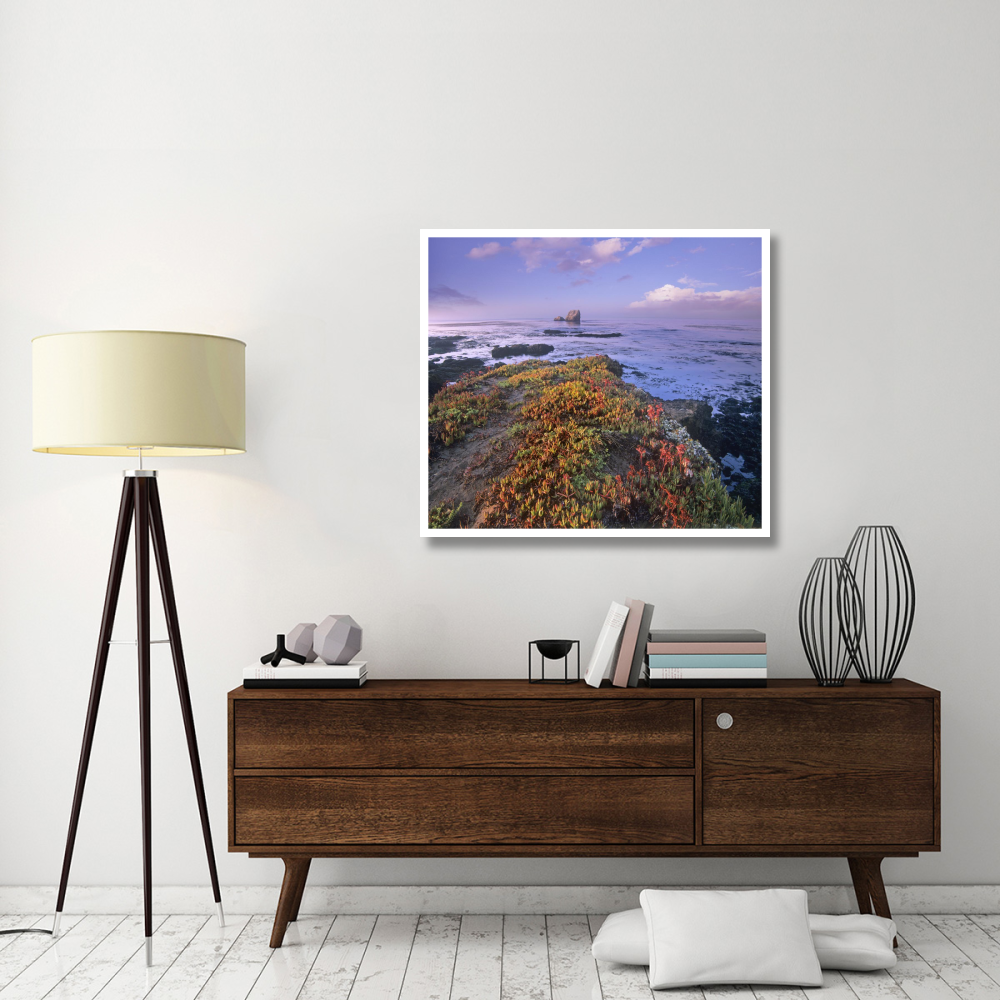 Iceplant covering coastal rocks, Point Piedras Blancas, California-Paper Art-42&quotx37.2"