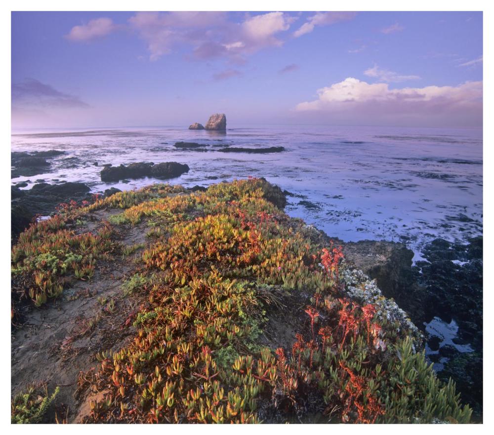 Iceplant covering coastal rocks, Point Piedras Blancas, California-Paper Art-46"x40.72"