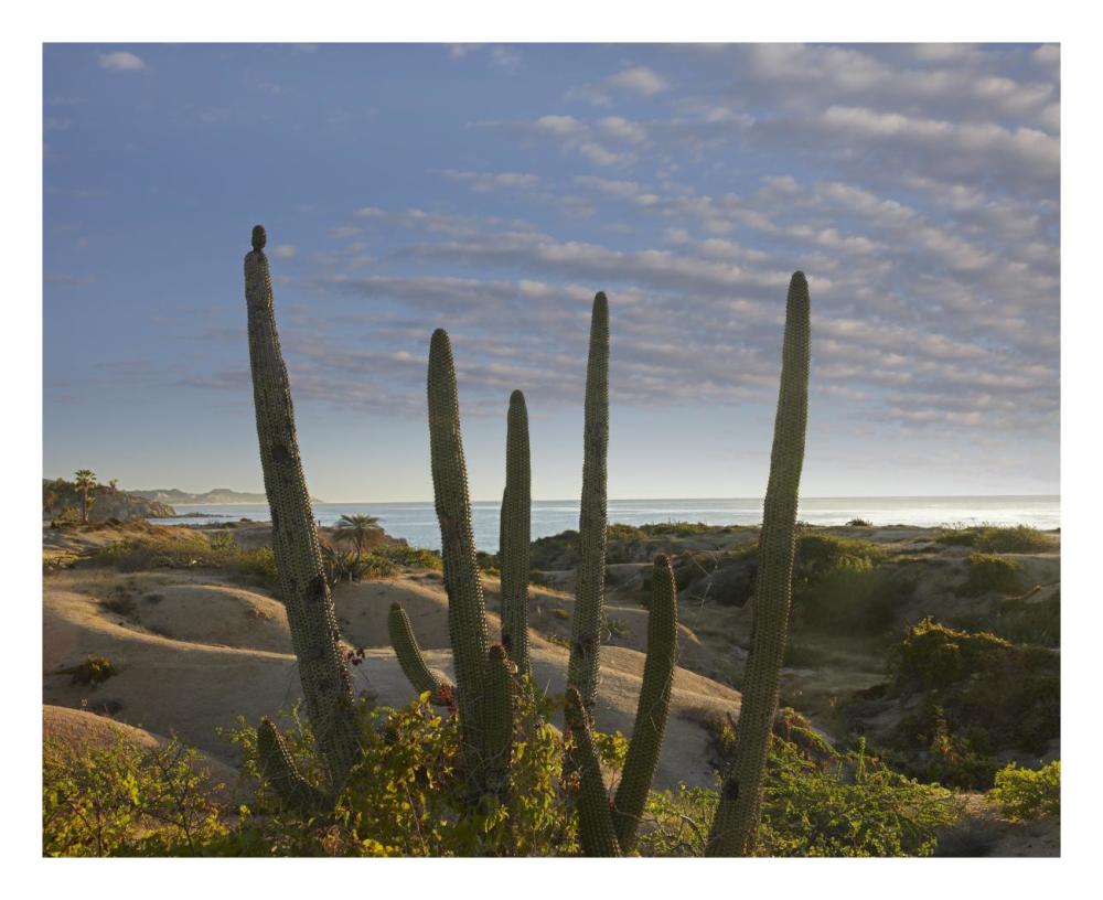 Organ Pipe Cactus overlooking Chelino Bay, Baja California, Mexico-Paper Art-26"x22"