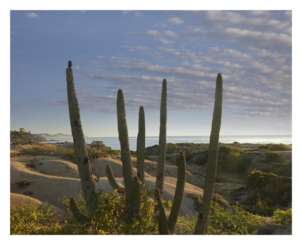 Organ Pipe Cactus overlooking Chelino Bay, Baja California, Mexico-Paper Art-30"x24"