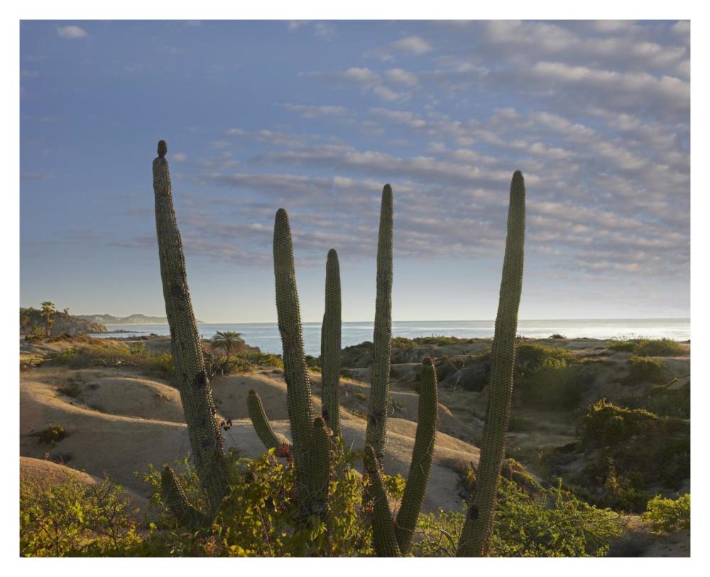 Organ Pipe Cactus overlooking Chelino Bay, Baja California, Mexico-Paper Art-37"x30"