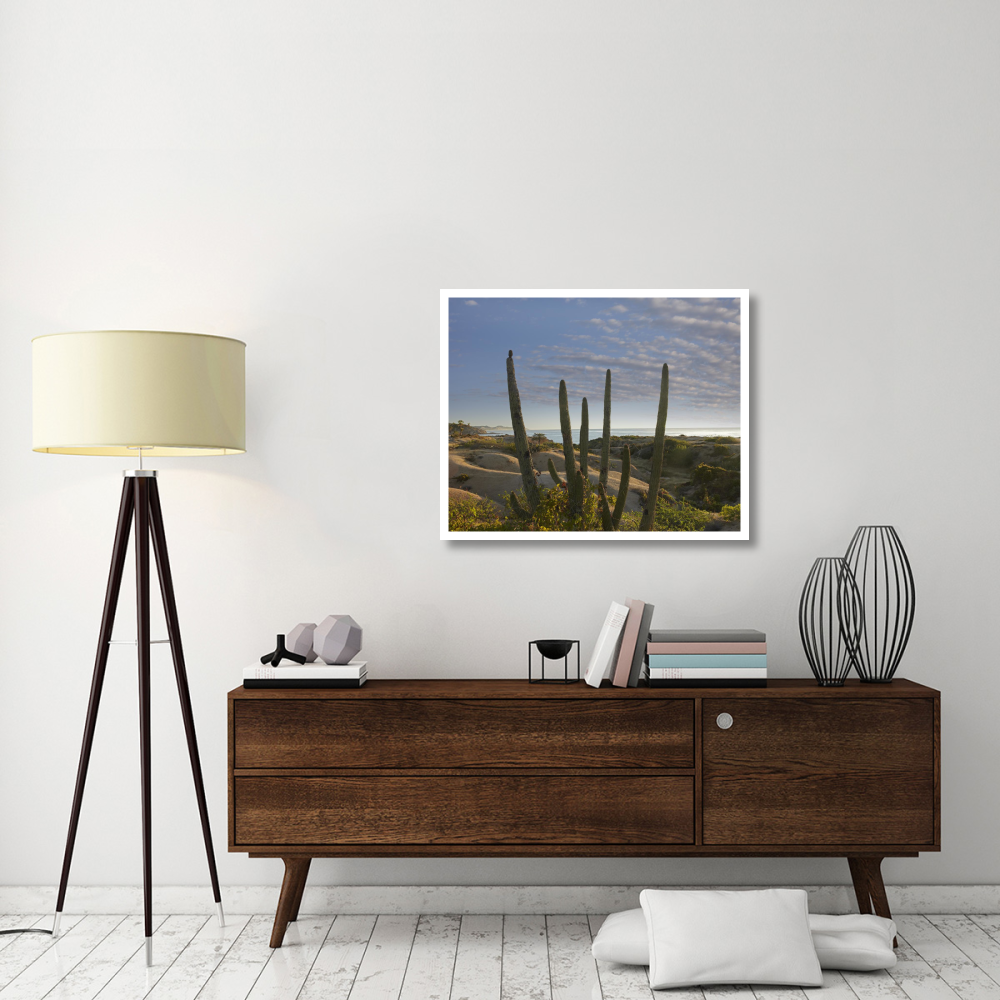 Organ Pipe Cactus overlooking Chelino Bay, Baja California, Mexico-Paper Art-37&quotx30"