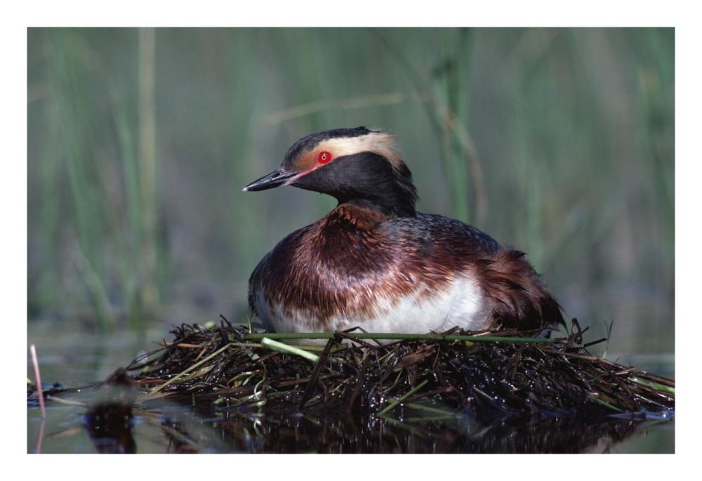 Horned Grebe parent incubating eggs on floating nest, North America-Paper Art-26"x18"