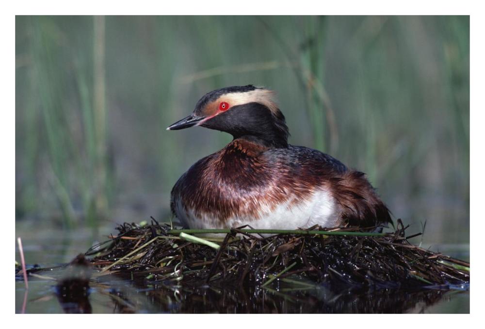 Horned Grebe parent incubating eggs on floating nest, North America-Paper Art-32"x22"