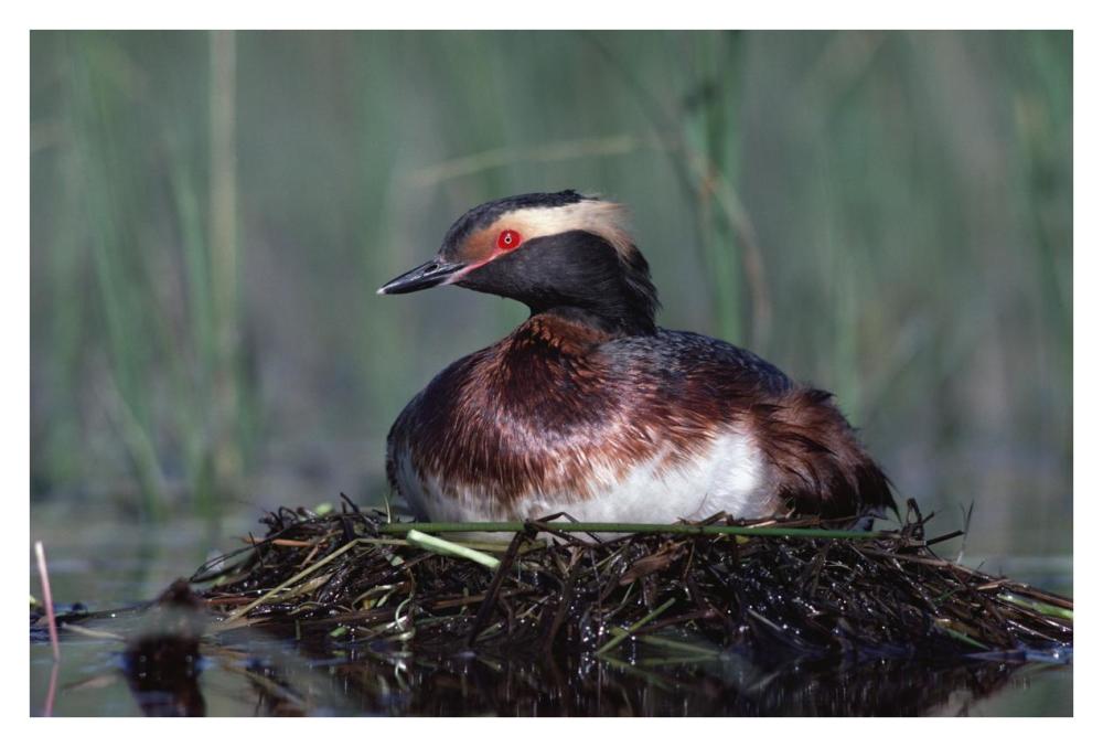 Horned Grebe parent incubating eggs on floating nest, North America-Paper Art-38"x26"