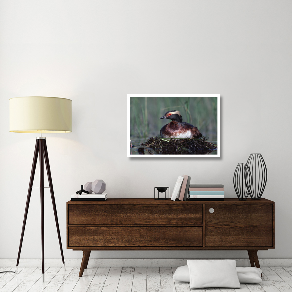 Horned Grebe parent incubating eggs on floating nest, North America-Paper Art-38&quotx26"
